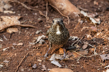White-throated Rockthrush (female) animal portrait close up shot.