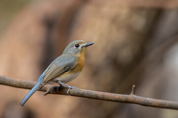 Fototapeta premium Indochinese Blue Flycatcher on the branch animal portrait.
