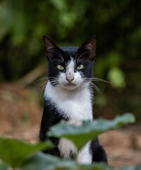 A cat with white and black stripes is in the garden.