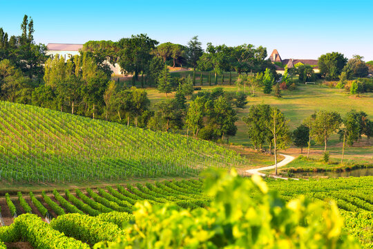Vignoble du Gers