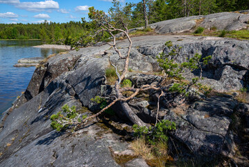 Bizarre pine trees on the rocks of Koyonsaari Island, Karelia, Russia