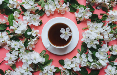 A cup of tea with saucer stands on a pink background surrounded by white flowers of an apple tree. The concept of spring tea and medicinal decoctions. Close up, top view.