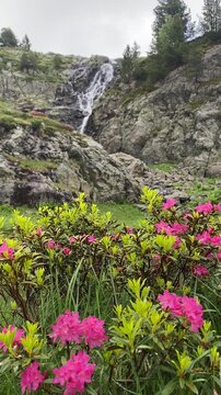 Cascade de montagne avec des fleurs