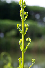pteridophyte
