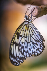 Close-up of a magnificent Idea leuconoe from the family of the Nymphalidae