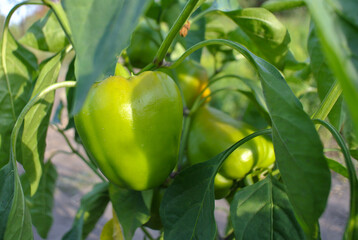 Sweet green pepper close-up in the vegetable garden.