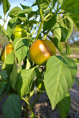 Orange unripe tomato in the garden, natural background.
