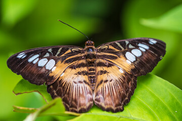 Close-up of a magnificent Parthenos sylvia from the family of the Nymphalidae