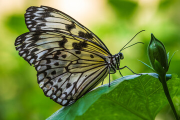 Close-up of a magnificent Idea leuconoe from the family of the Nymphalidae