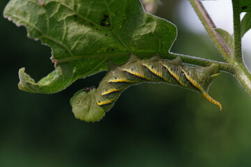 Manduca rustica larva is eating eggplant leaves.