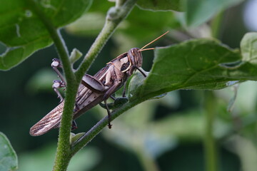 Grasshoppers are found in vegetable plots.