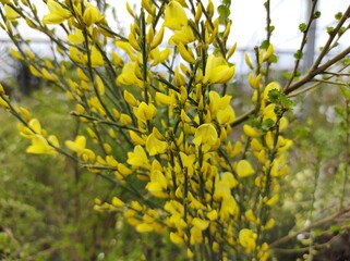 Cytisus x praecox 'Allgold'