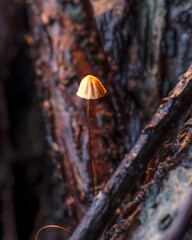 Marasmius pulcherripes