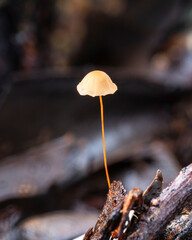 Marasmius pulcherripes