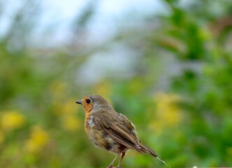 robin portrait of British wildlife bird
