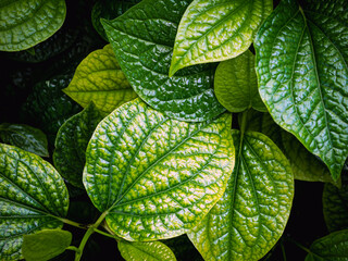 Top view of Betel leaves background, green Betel  leaf texture