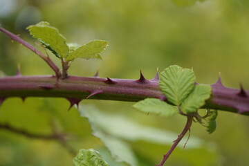 Obraz premium Blackberry thorns can be unpleasant when harvesting the fruit. Hanover, Germany.