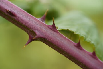 Fototapeta premium Blackberry thorns can be unpleasant when harvesting the fruit. Hanover, Germany.