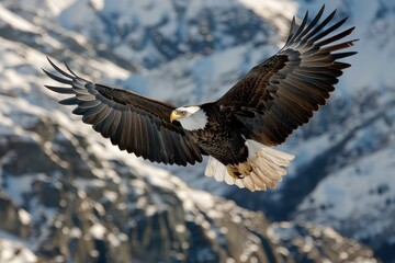 Fototapeta premium Capture of a bald eagle flying high above a snow-covered mountain landscape, emphasizing the bird's impressive wingspan and its adaptation to the wild.