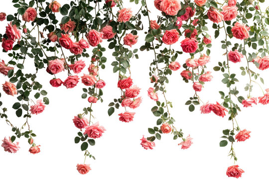 PNG Hanging pink roses on wall