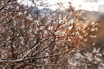 Beautiful wild pussy willow tree with flower buds in Yading Nature Reserve, Ganzi Sichuan in early spring