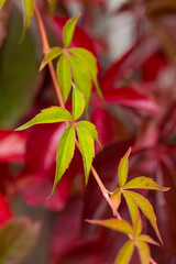 Feuilles de vignes