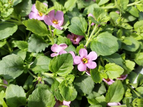 Bacopa 'Scopia Gulliver Pink'