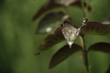 photo of a part of a rose