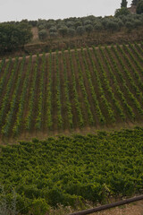 Symmetrical Vine Rows in the Tuscan Countryside