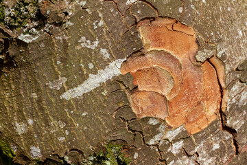 écorce bois arbre fond texture 