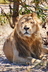 Eine Reise durch Südafrika. Kapstadt und  Umgebung.