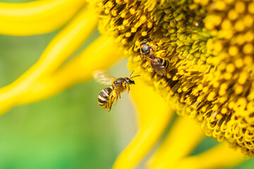 ヒマワリに集まるミツバチ