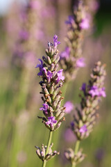 Obraz premium growing violet lavender flower plants