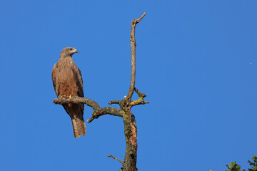 a red kite sits on the top of a dead tree with blue sky background