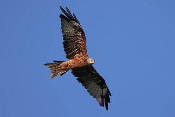 a red kite soars in the blue sky