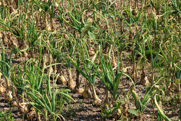 onion plants in an agricultural field