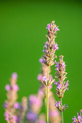 Fototapeta premium lavender flower in front of a green background