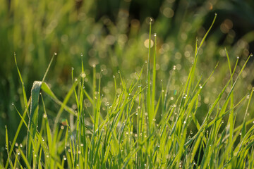 dew drops on the top of a tuft of grass