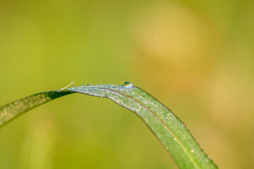 macro image of a blade of grass with dew drops
