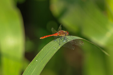 a red dragonfly sits on a blade of grass with dew drops