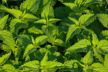 fresh green nettle leaves in sunlight