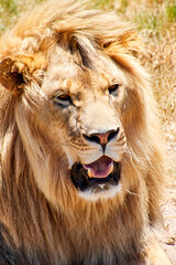 Eine Reise durch Südafrika. Kapstadt und  Umgebung.