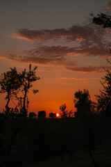 Tuscan Sunset Over Olive Groves