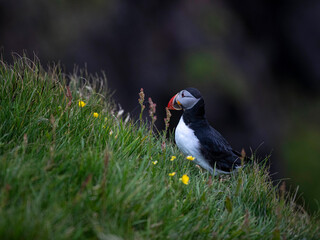 Frailecillo atlántico (Fratercula arctica), también conocido como frailecillo común es una especie de ave caradriforme de la familia Alcidae. Fotografiado en un acantilado de las Islas Faroe.