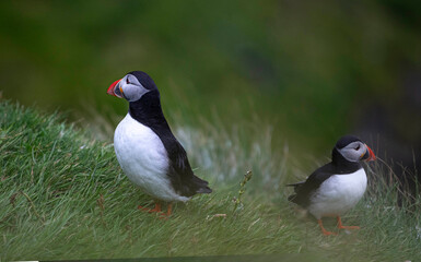 Frailecillo atlántico (Fratercula arctica), también conocido como frailecillo común es una...