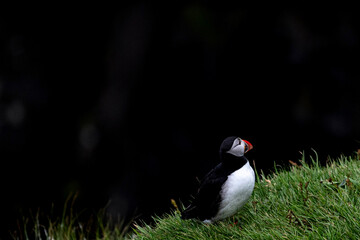 Frailecillo atlántico (Fratercula arctica), también conocido como frailecillo común es una...