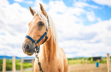 the most beautiful horse shows his temperament and beauty on summer sunset on dreamy meadow in...