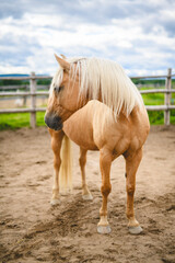 the most beautiful horse shows his temperament and beauty on summer sunset on dreamy meadow in golden hour