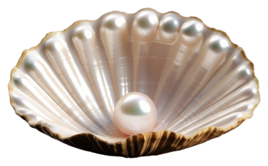 PNG Pearl pearl seashell jewelry.