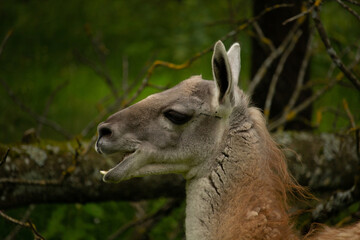 Portrait of a Guanaco. The guanaco (Lama guanicoe)